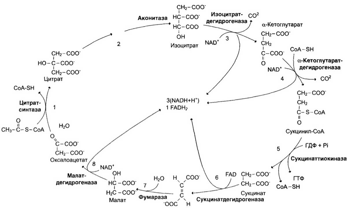 Схема метаболического пути в ходе которого происходит утилизация кислорода в тканях