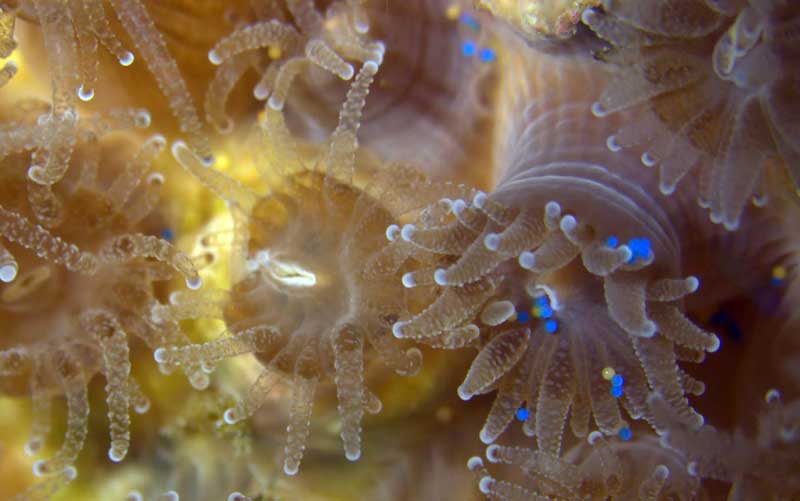 Микропластика јако лоше делује на алге у морима